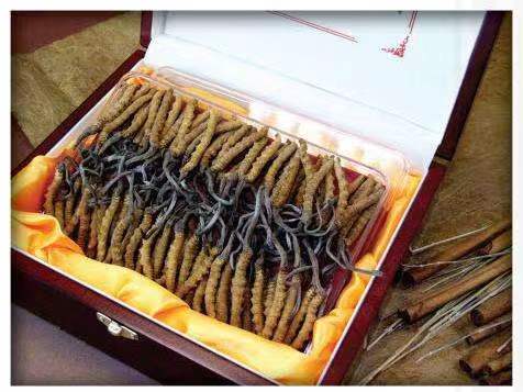 高昌冬虫夏草回收